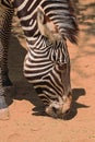 Zebra Royalty Free Stock Photo