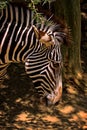 Zebra Royalty Free Stock Photo