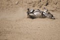 Zebra on the ground Royalty Free Stock Photo