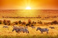 Zebra group with amazing sunset in african savannah. Serengeti National Park, Tanzania. Wild nature african landscape and safari Royalty Free Stock Photo