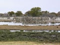 Zebra, group of animals in the desolate landscape of Etosha National Park, Namibia. waterhole Royalty Free Stock Photo