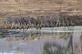 Zebra group drinking at the pool in kruger park south africa Royalty Free Stock Photo