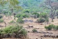 Zebra group drinking at the pool in kruger park south africa Royalty Free Stock Photo