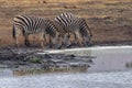 Zebra group drinking at the pool in kruger park south africa Royalty Free Stock Photo