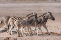 Zebra group Etosha
