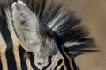 Zebra hairstyle with mane close up Royalty Free Stock Photo