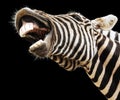 Zebra happy lougthing Royalty Free Stock Photo