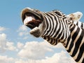 Zebra happy lougthing Royalty Free Stock Photo