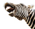 Zebra happy lougthing Royalty Free Stock Photo