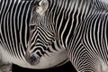 Zebra Head Royalty Free Stock Photo