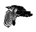 Zebra head and african savannah tree black and white vector outline portrait