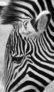 Zebra Head, Black and White Royalty Free Stock Photo