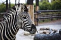 Zebra head close-up. Beautiful horse zebra. African zebra. Royalty Free Stock Photo