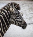 Zebra head close-up. Beautiful horse zebra. African zebra. Royalty Free Stock Photo