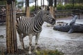 Zebra head close-up. Beautiful horse zebra. African zebra. Royalty Free Stock Photo