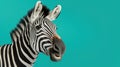 Zebra head close up. Yawning zebra with a funny face isolated on color background.