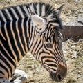 Zebra Head Close Up at Zoo