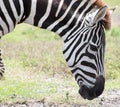 Zebra head down