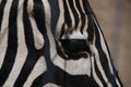 Zebra head with eye close-up. Soft focus