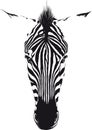 Zebra Head Royalty Free Stock Photo