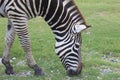 Zebra head in green grass field