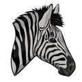 Zebra head isolated on a white background. Vector graphics Royalty Free Stock Photo