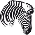 Zebra Head