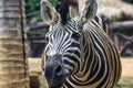 Zebra Head Patterns of white color alternating black. Royalty Free Stock Photo
