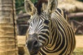 Zebra Head Patterns of white color alternating black. Royalty Free Stock Photo