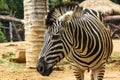 Zebra Head Patterns of white color alternating black. Royalty Free Stock Photo