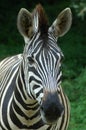 Zebra head portrait