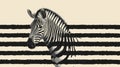 Zebra Portrait Head Shot with Black Stripes Background, Animal Wildlife Close-Up Royalty Free Stock Photo