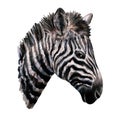 Zebra head. Portrait of a black white wild striped horse. African safari animal. Realistic artistic illustration Royalty Free Stock Photo
