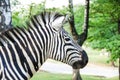 Zebra Royalty Free Stock Photo