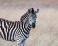 Zebra head and shoulders Royalty Free Stock Photo