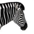 Zebra head and shoulders Royalty Free Stock Photo