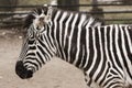 A zebra head and shoulders from the side with soft background Royalty Free Stock Photo