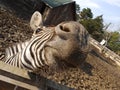 Zebra head