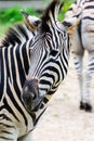 Zebra head Royalty Free Stock Photo