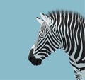 Zebra head Royalty Free Stock Photo