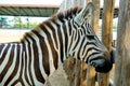 Zebra head in the zoo in Sriayuthaya Lion Park , focus selective Royalty Free Stock Photo