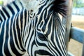 Zebra head in the zoo in Sriayuthaya Lion Park , focus selective Royalty Free Stock Photo