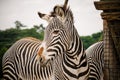 The zebra head in the zoo