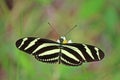 Zebra Heliconian Butterfly On Flower In Cuba