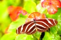 Zebra Heliconian butterfly on flower (upper side) Royalty Free Stock Photo