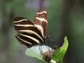 Zebra Heliconian Butterfly