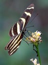 Zebra Heliconian Butterfly - Heliconius charithonia