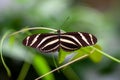 Zebra heliconian butterfly, Heliconius charithonia, on a flower