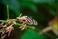 Zebra heliconian butterfly, Heliconius charithonia, on a flower