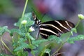 Zebra Heliconian Butterfly 606170